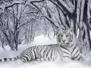baltasis-tigras-2010-m.JPG