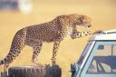 gepardas-lipa-ant-masinos-kenija.jpg