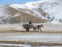mongolija-vyras-su-vezimaiciu-netiketai-uzsnigus.jpg