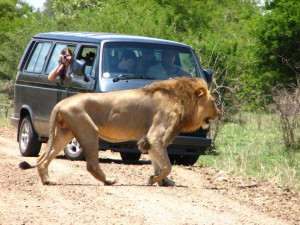 liūtas Kriugerio nacionaliniame parke